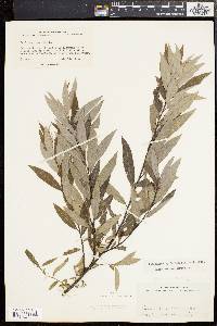 Salix sericea image