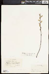 Salix sericea image