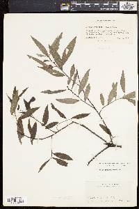 Salix sericea image