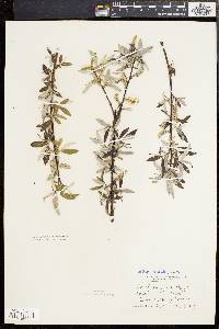 Salix sericea image