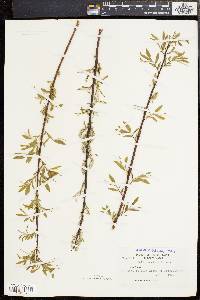 Salix sericea image