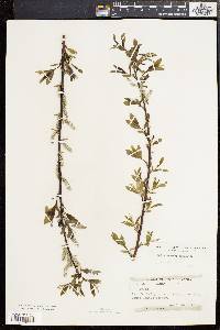 Salix sericea image