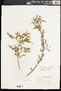 Salix sericea image