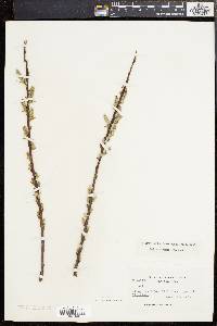 Salix sericea image