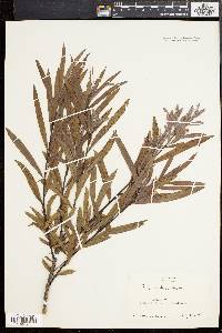 Salix interior image