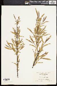 Salix longifolia image