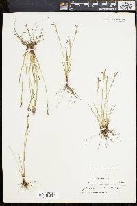 Sisyrinchium mucronatum image