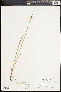 Sisyrinchium mucronatum image