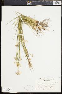 Sisyrinchium mucronatum image