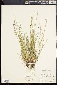 Sisyrinchium mucronatum image