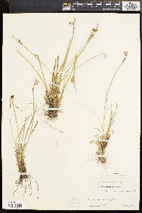 Sisyrinchium mucronatum image