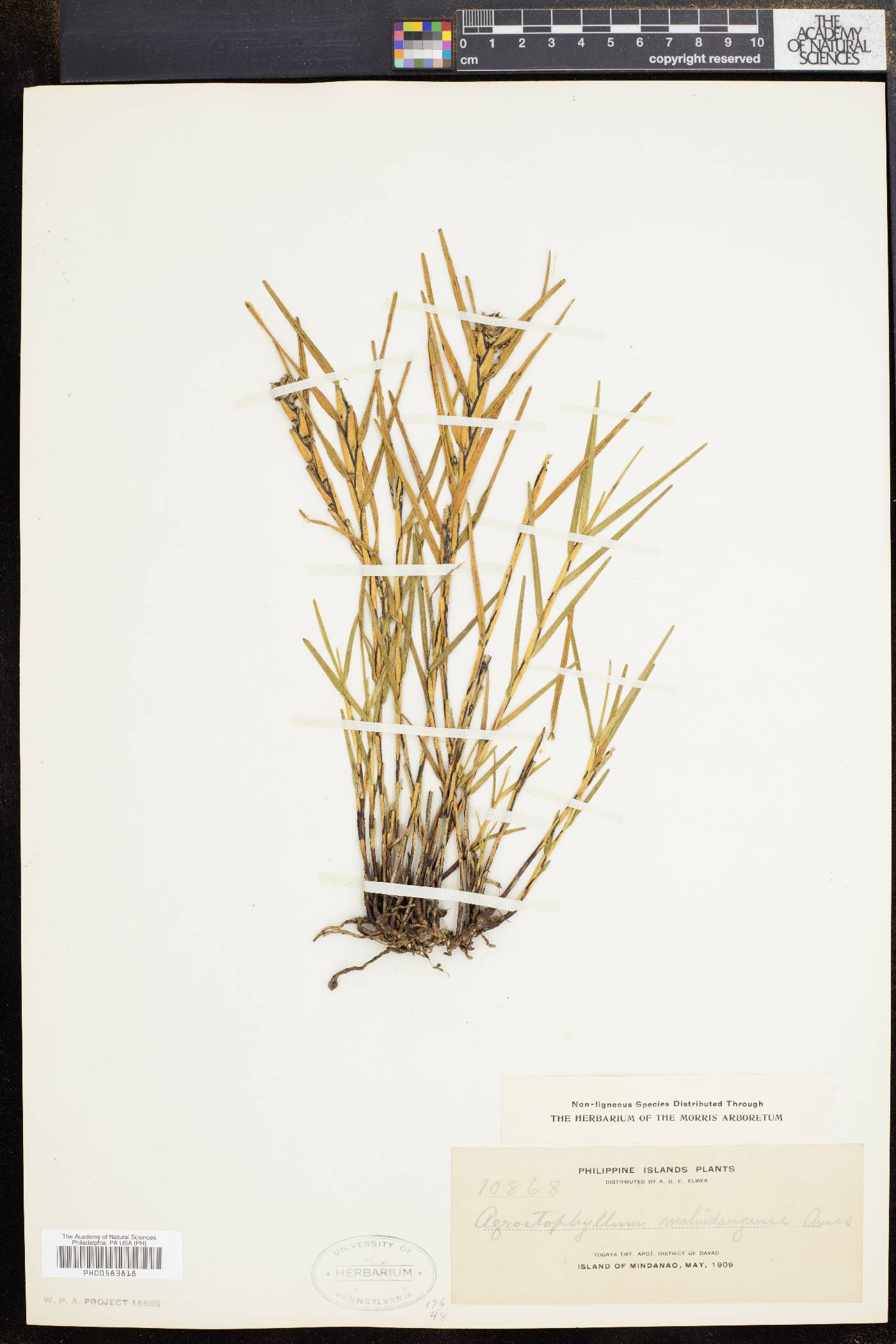 Agrostophyllum malindangense image