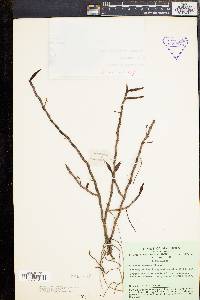 Image of Angraecum ramosum