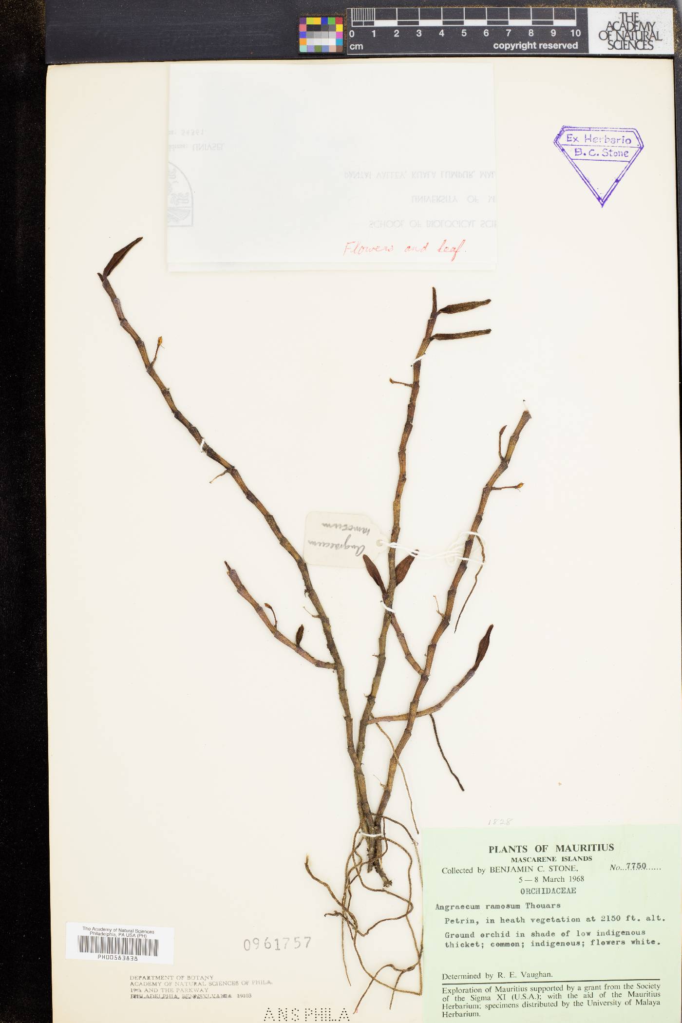 Angraecum ramosum image
