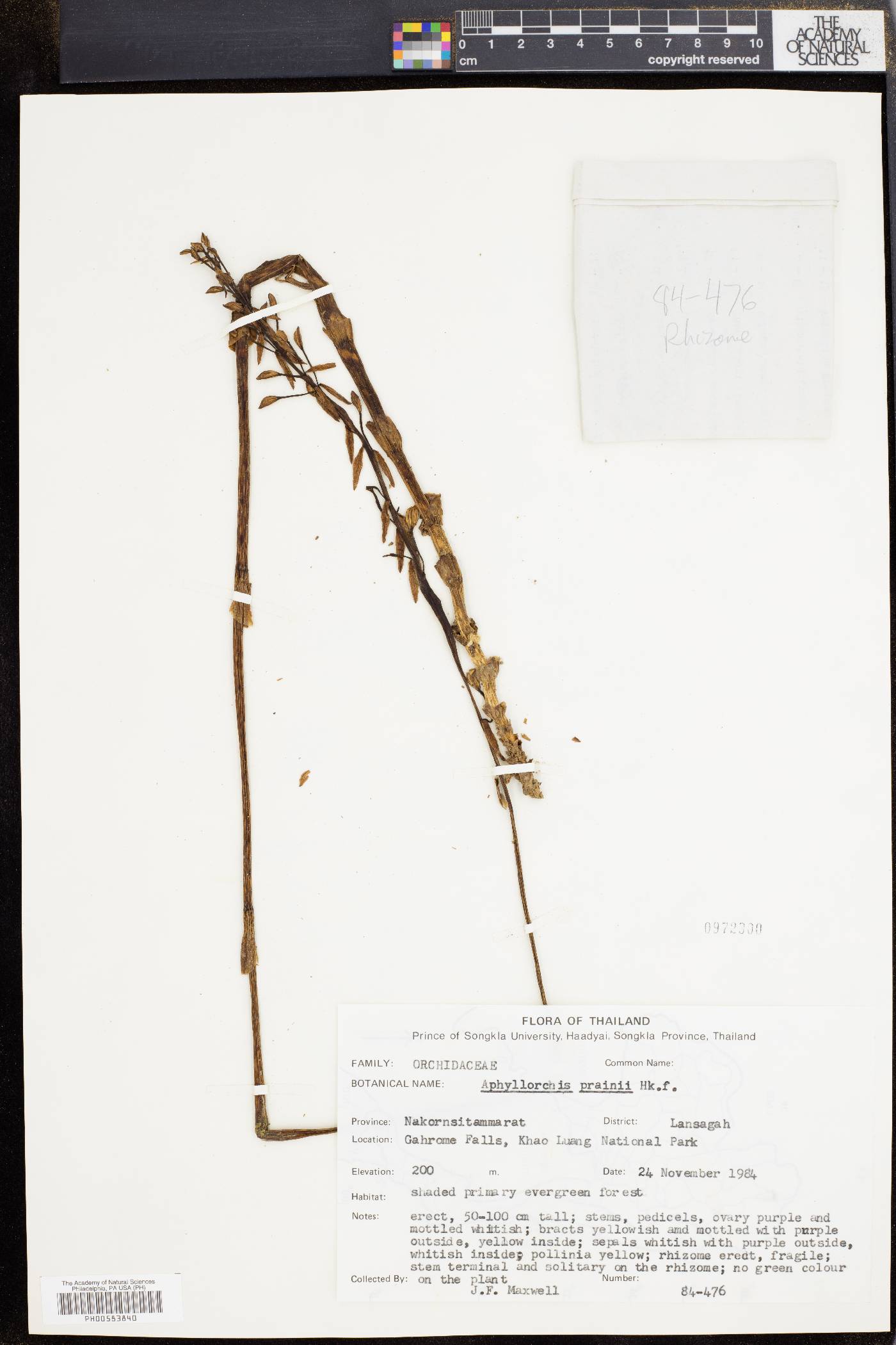 Aphyllorchis montana image