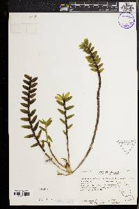 Media resource of Appendicula cornuta