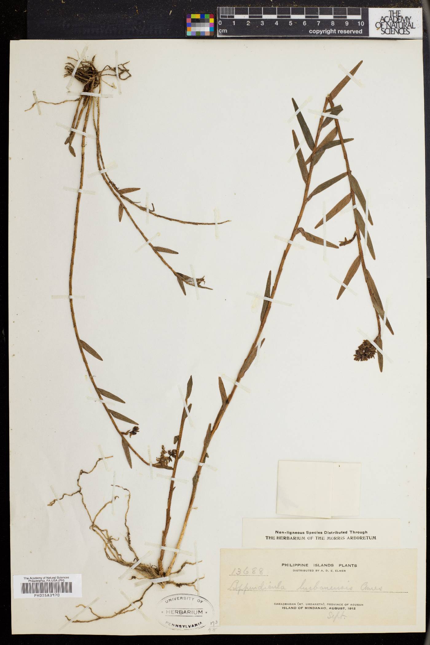 Appendicula lucbanensis image