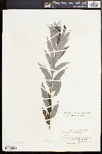 Salix sericea image