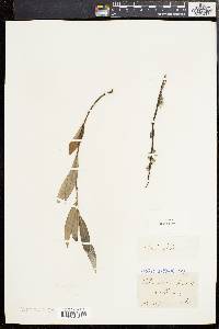 Salix sericea image