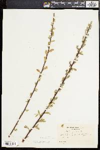 Salix sericea image