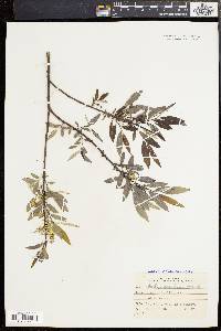 Salix sericea image