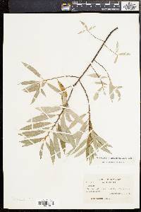 Salix sericea image