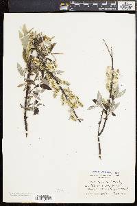 Salix sericea image