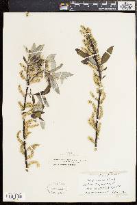 Salix sericea image