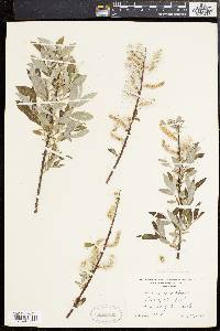 Salix sericea image