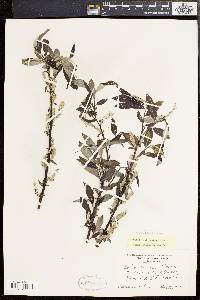 Salix sericea image