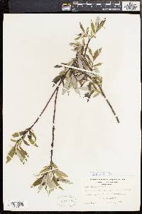 Salix sericea image