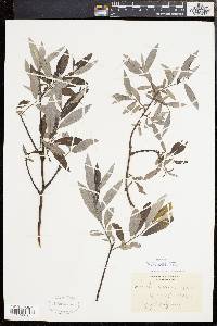 Salix sericea image