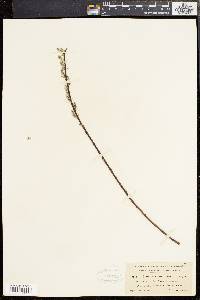 Salix sericea image