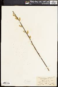 Salix sericea image