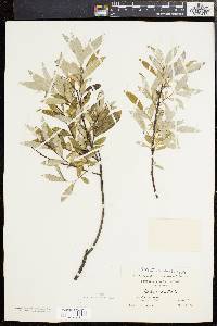 Salix sericea image