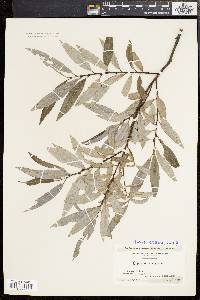 Salix sericea image