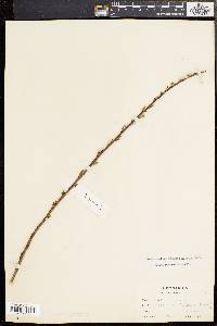 Salix sericea image