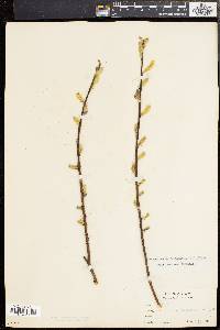 Salix sericea image