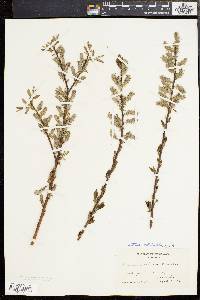 Salix sericea image