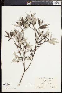 Salix sericea image