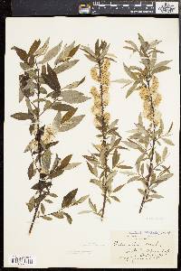 Salix sericea image