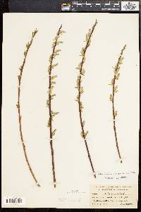 Salix sericea image