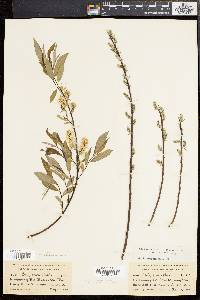 Salix sericea image