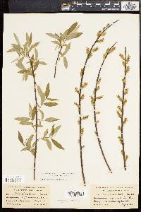 Salix sericea image