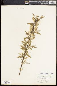 Salix sericea image