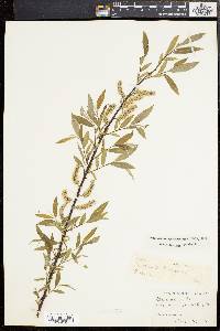 Salix sericea image