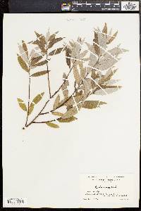 Salix sericea image