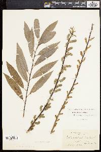 Salix sericea image