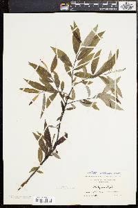 Salix sericea image