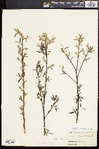 Salix sericea image